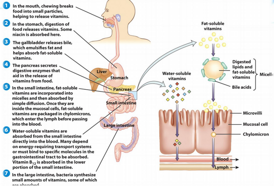 Mechanism of Absorbing Vitamins