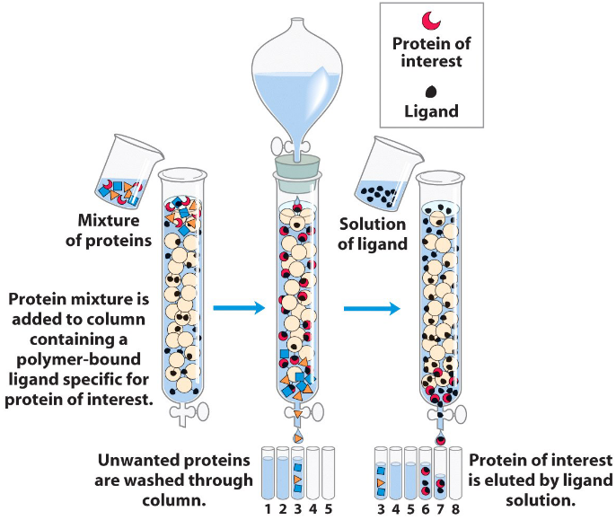 An Affinity Column Chromatography