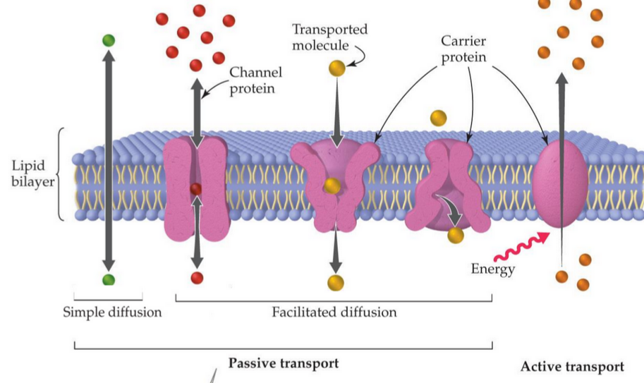 Active and Passive Membrane Transport