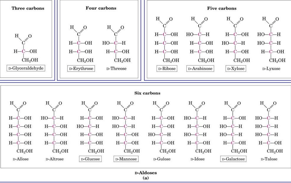 Aldose Stereoisomers