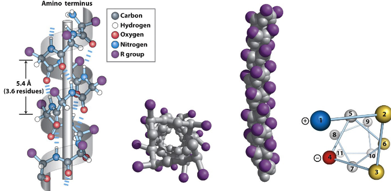 An Amphipathic Alpha Helix