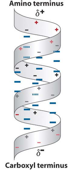 Net Dipoles in Alpha Helices