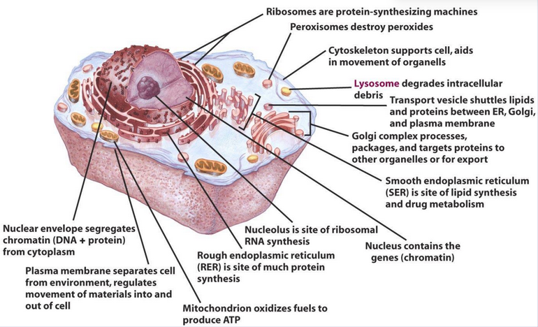 Anatomy of an Animal Cell