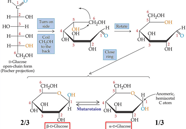 Anomeric Forms of Glucose