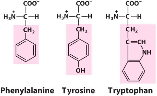 Aromatic Amino Acids