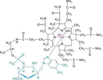 Structure of Vitamin B12