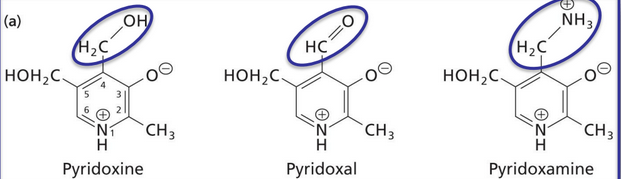 Vitamin B6s