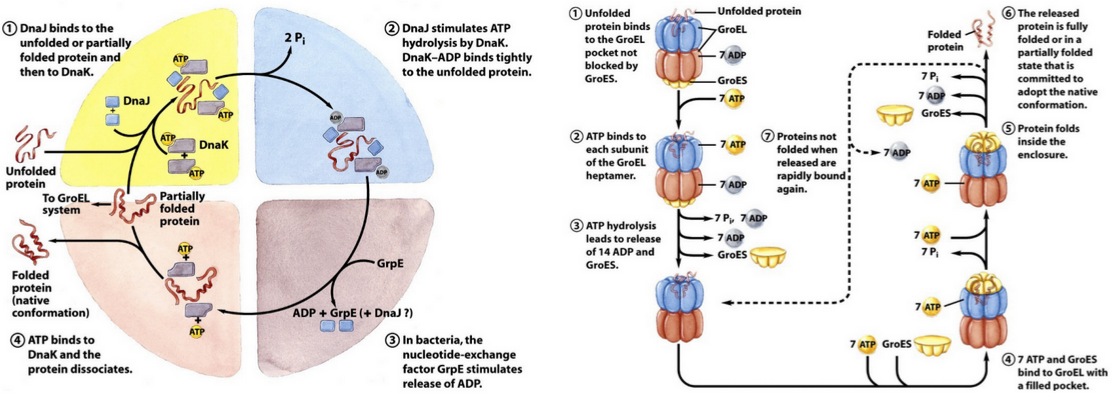 Molecular Chaperones