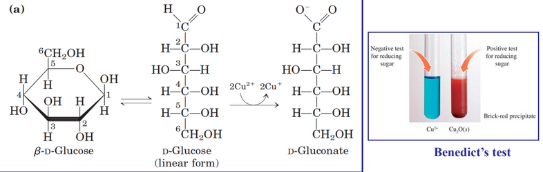 Benedict's Test and Reducing Sugars