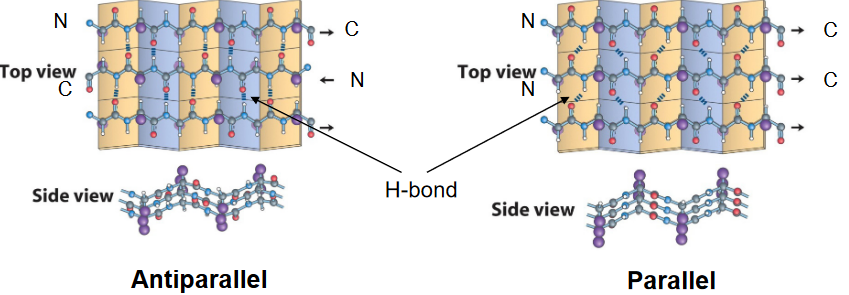 Parallel and Antiparallel Beta Sheets