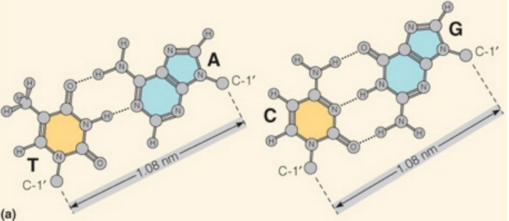 Bonding in DNA