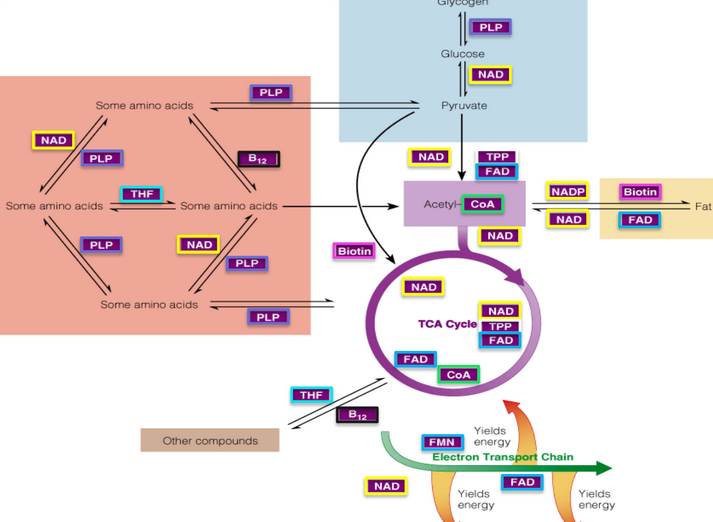 Other Pathways that Utilize Vitamin Bs