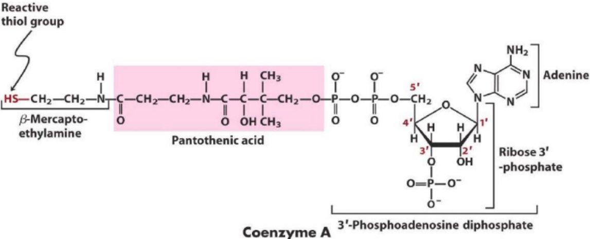 Structure of Coenzyme A