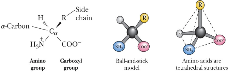 Structure of an Amino Acid