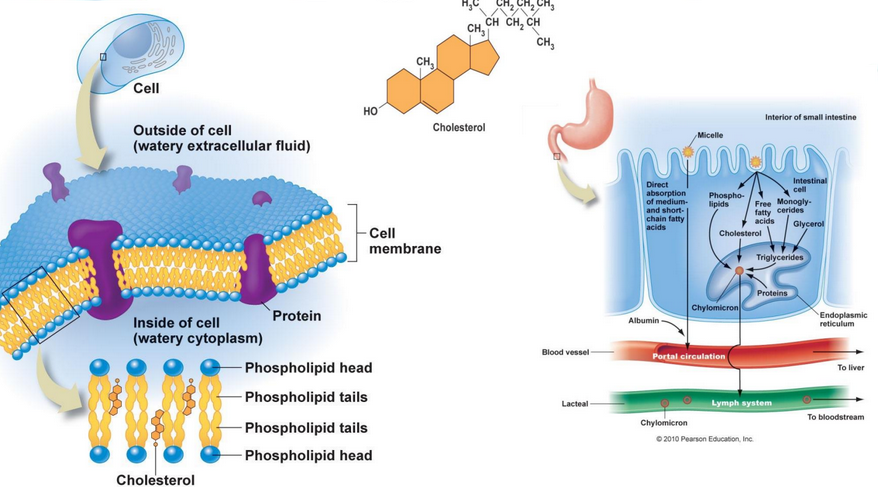 Functions of Lipids