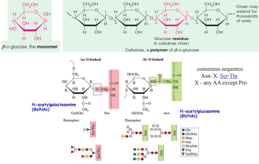 Structure of Cellulose