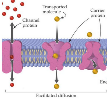 Channel and Carrier Proteins