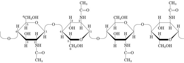 Structure of Chitin