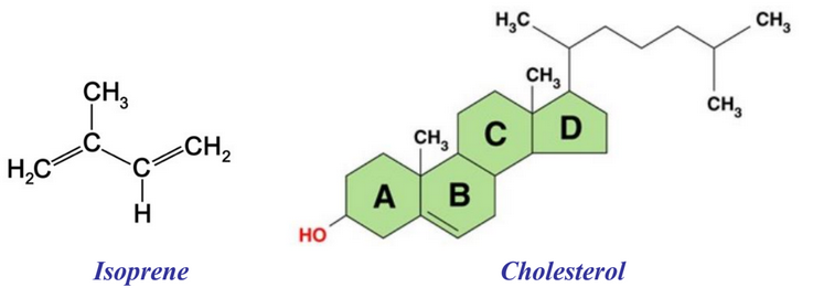 Cholsterol and Isoprene Comparison