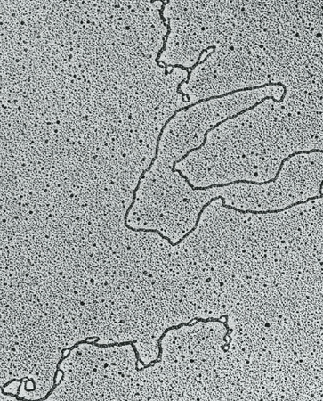 7.2 Alternative Secondary Structures of DNA | BS1005 / CM1051 ...