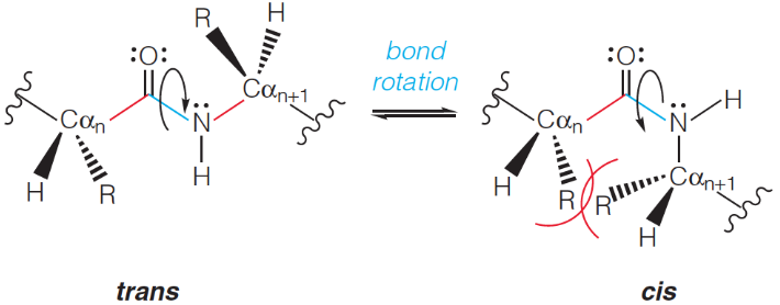 cis and trans Peptide Bonds