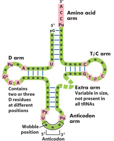 Secondary Structure of tRNA