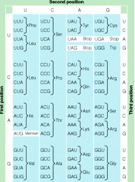 The Codons and Their Genetic Code