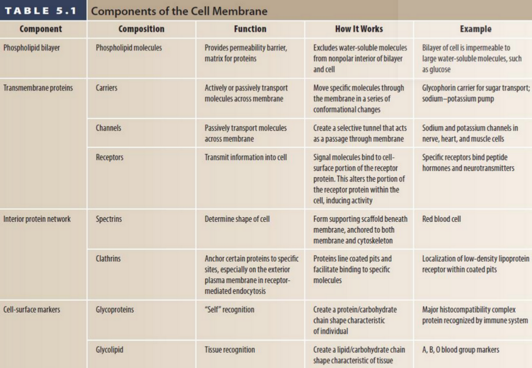 Components of the Cell Membrane