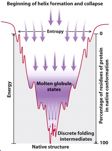 Entropy Collapse in Helix Formation