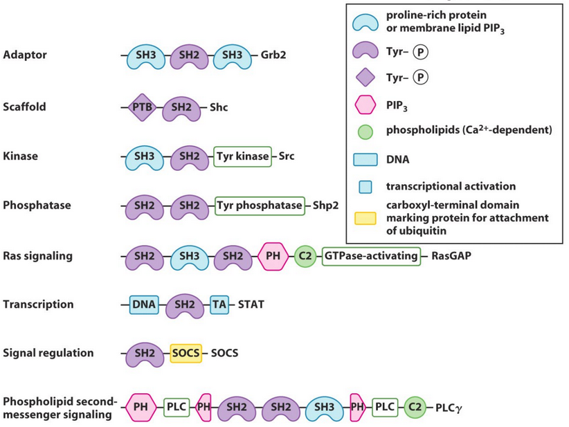 Examples of Protein Domains