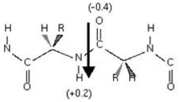 A Dipole in a Peptide Bond