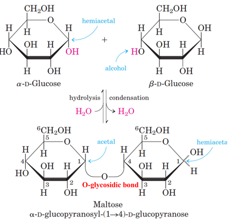 Disaccharide Formations