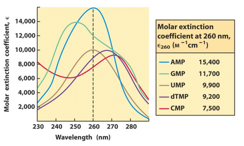 Absorption of DNA at Various Wavelengths