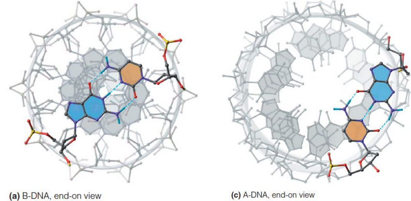 Structural Differences Between A Form and B Form DNA