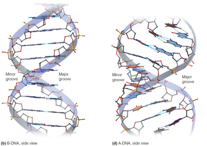 Differences in Grooves in A Form and B Form DNA