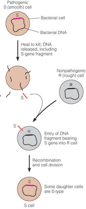 Early Genetic Work With Pneumococcus Bacteria