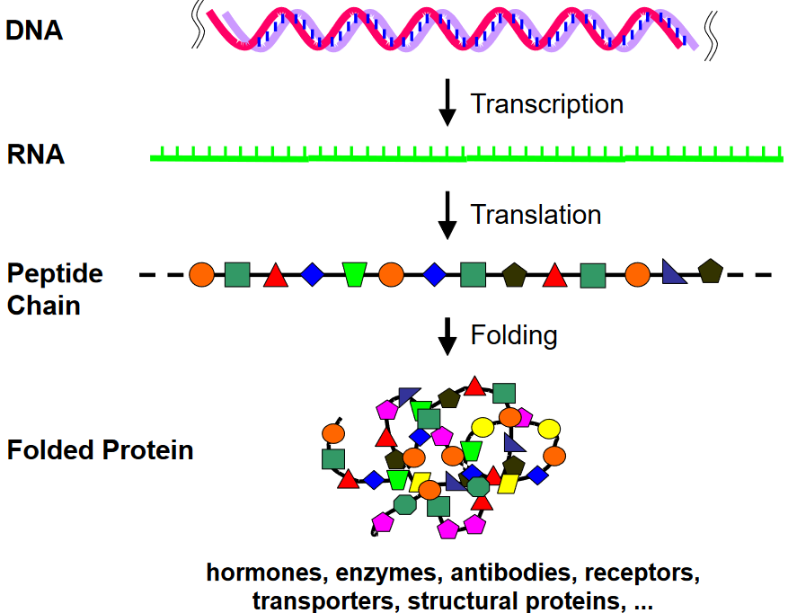 The Central Dogma