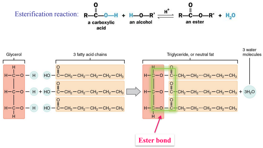 Transesterification in Progress