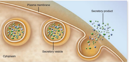 Exocytosis in a Cell