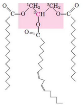 Example of a Triacylglycerol