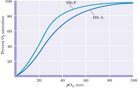 Binding Affinities of Fetal and Adult Hemoglobin