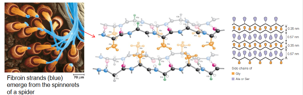 Structure of Fibroin and beta-Keratin