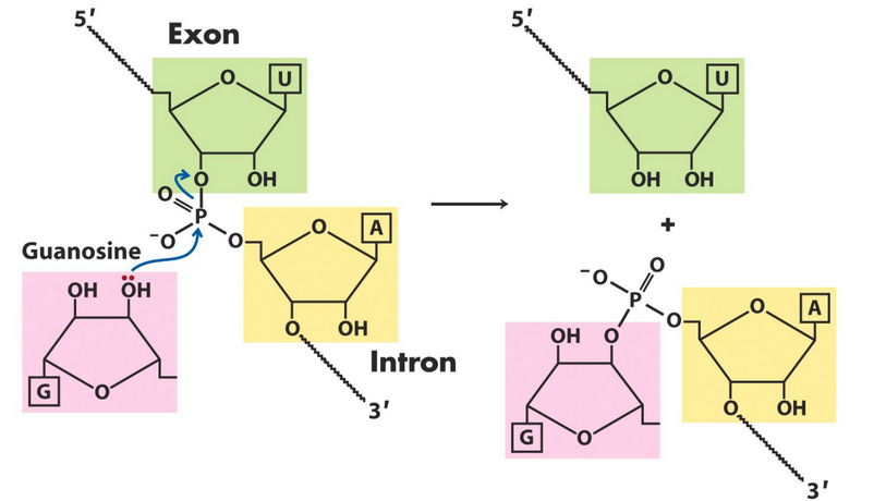 One of Two Splicing Reactions