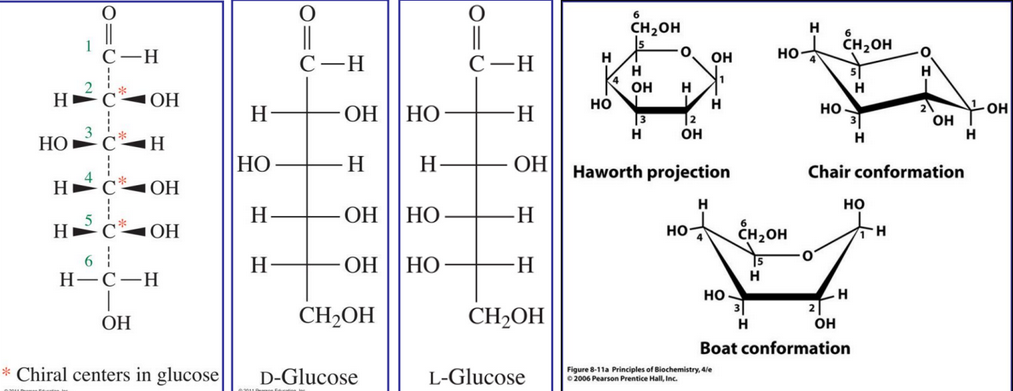 Fischer Projections of Glucose