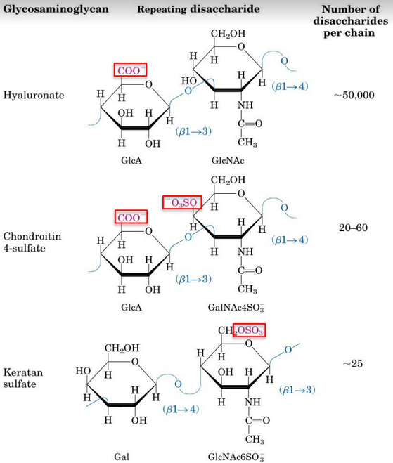 Disaccharides in Glycosaminoglycans