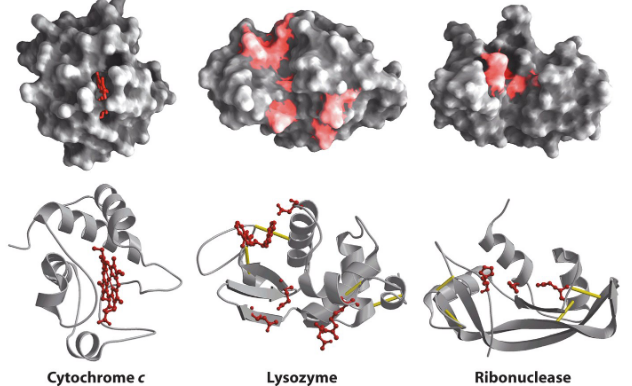 Some Globular Proteins