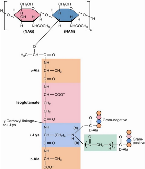 Tetra Peptides in Peptidoglycan