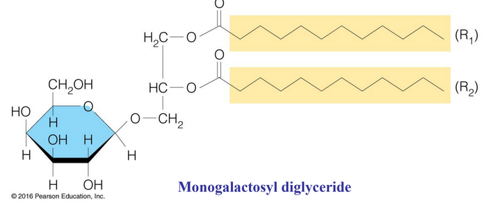 A Glycoglycerolipid