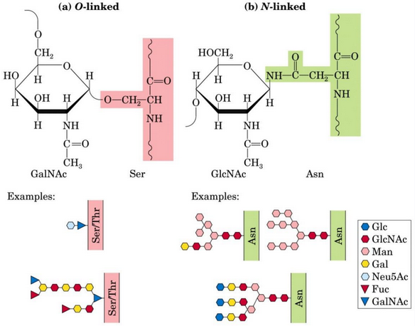 Glycoproteins Linked by Glycosidic Bonds