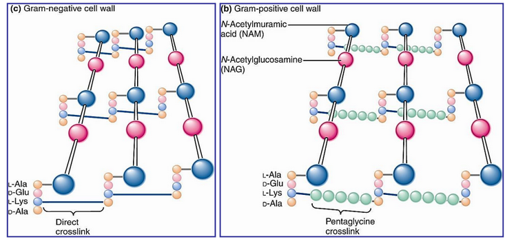 Crosslinks in Gram Positive and Gram Negative Bacteria